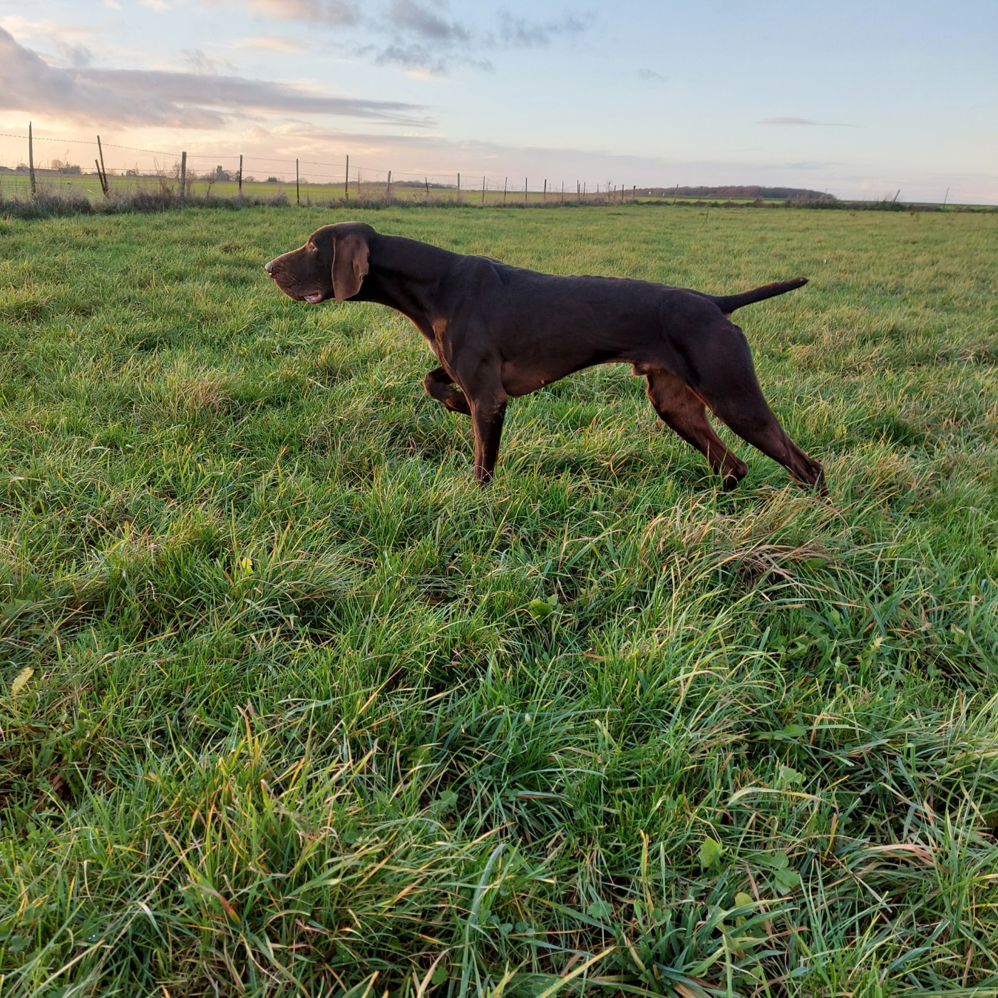 Thor de l'Escalayole