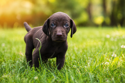 Chiot N°3