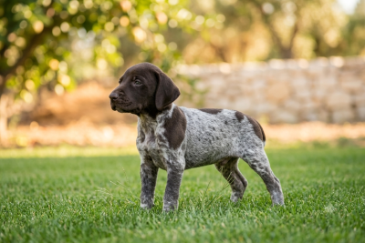 Chiot N°2