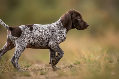 BOSCO